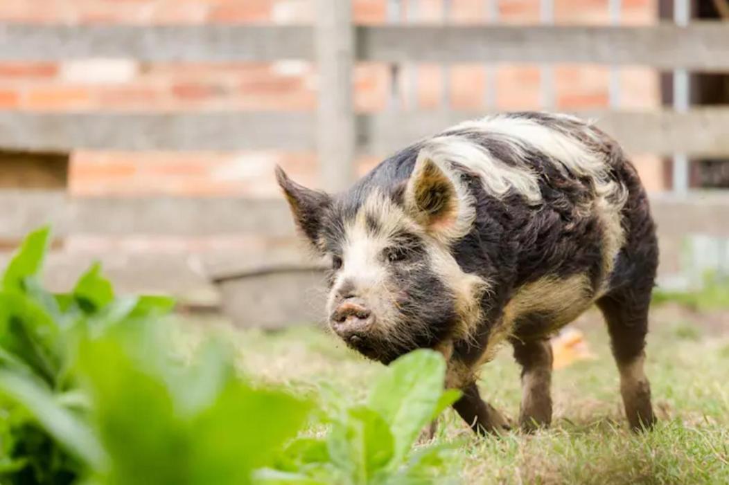 Piglet Lodge Pebworth Kültér fotó